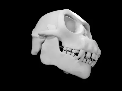 Monkey Skull Low-poly 3D model