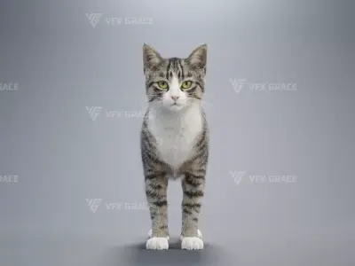 Tabby Cat White Animation  Blender 3D Model 3D model