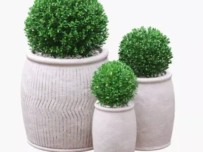 Potted Buxus Balls 02 3D model
