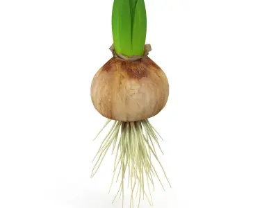 Hyachinth sprout 3D model