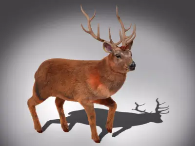 Fur Stag Deer Rigged Low-poly 3D model
