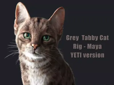 Cat Grey Tabby RIG  YETI version 3D model
