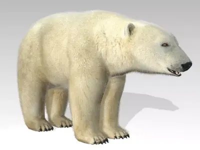 Polar Bear Animated Low-poly 3D model