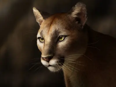 Puma Animated 3D model