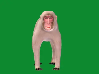 Snow Monkey Japanese Macaque Low-poly 3D model