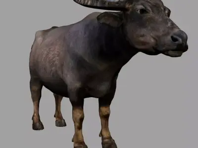 Buffalo 3D model