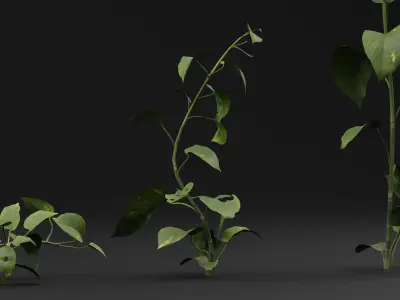 Epipremnum aureum 3D model
