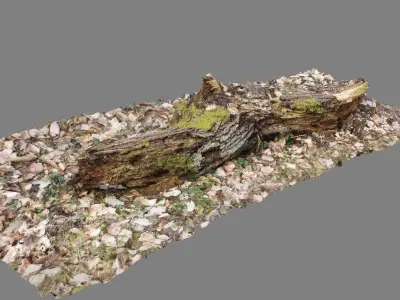 Wood Log 3D model