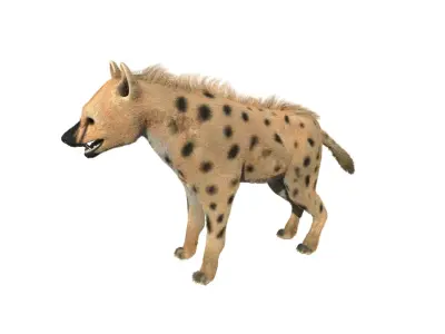 Realistic hyena model with fur 3D model
