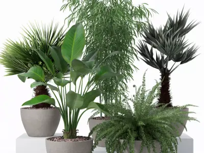 Plants collection 132 3D model