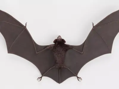 Vampire Bat 3D model