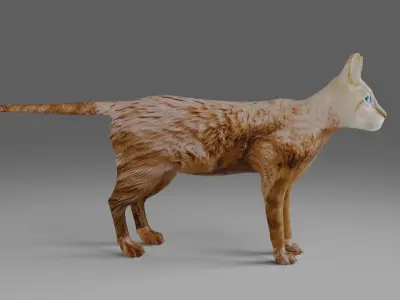 Cat White NO Rigged in Blender  Low-poly 3D model