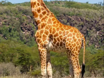 Realistic 3D Giraffe Model Low-poly 3D model