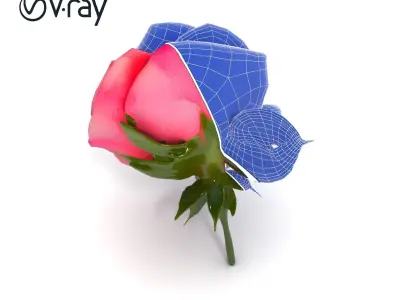 Realistic Pink Rose Blossom model pack Low-poly 3D model