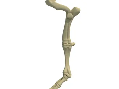Bull Animal Leg Bones  3D model