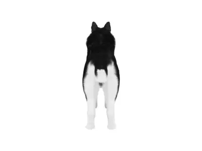 Siberian Husky Rigged Dog 3D Model Low-poly 3D model