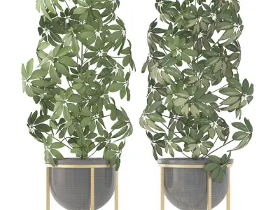 Schefflera arboricola 3D model