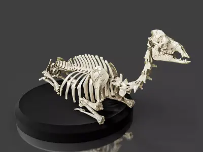 Realistic Rest Camel Skeleton 3D model