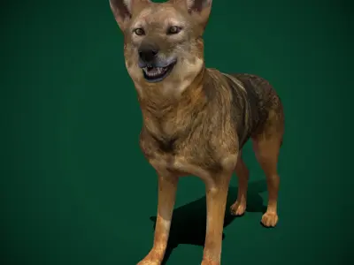 Golden Jackal Animal  3D model