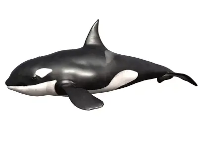 Killer Whale Low-poly 3D model