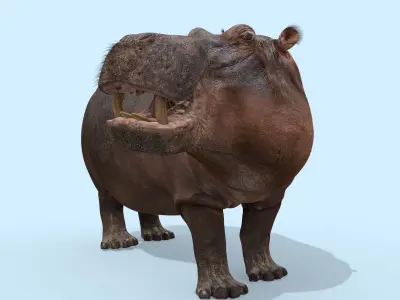 Super Hippo 8K - Animated 3D model