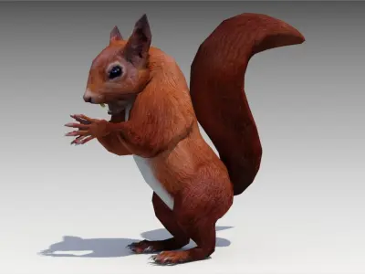 Squirrel Low-poly 3D model 3