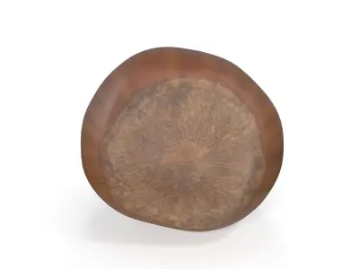 Realistic Hazelnut 3D model acorn stool 3D model