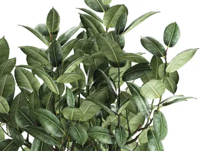 Ficus tree in a pot for the interior 849 3D model