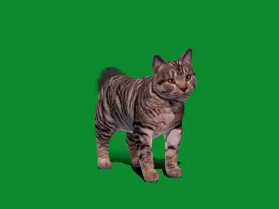 Kurilian Bobtail Cat Low-poly 3D model