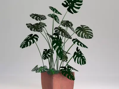   Monstera-Swiss cheese plant in a pot 3D model