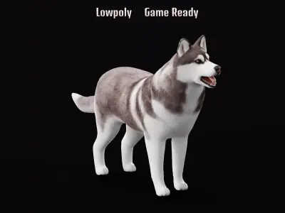 Alaskan Malamute Husky Dog Low-poly 3D model