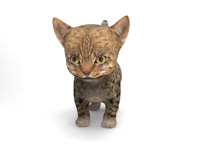 3D Tamed Cute Cat  Low-poly 3D model