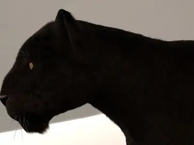 Black Leopard 3D model