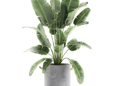 Decorative banana palms in flower pots for the interior 592 3D model
