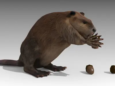 Beaver Low-poly 3D model