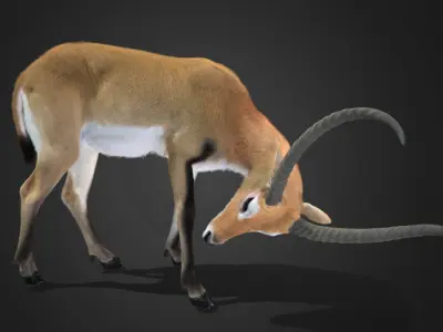 Lechwe Antelope Realistic Animated 3D model