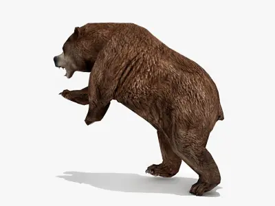 Bear - Rigged Low-poly 3D model