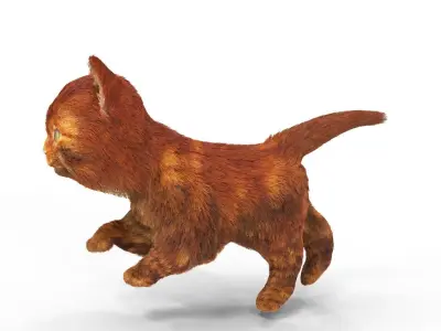 Red Cute hair  fur Cat Animated Low-poly 3D model