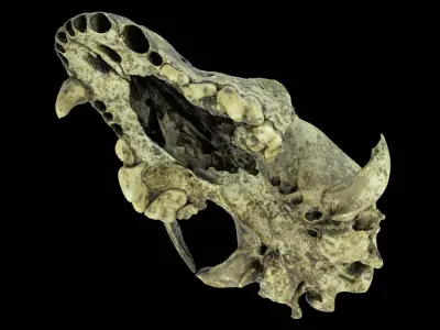 Canine Skull 3D model