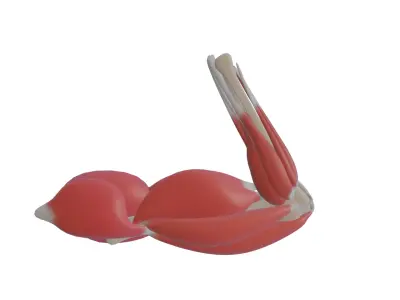 hand muscle Free 3D model