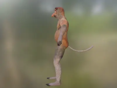 Bekantan Proboscis Monkey Low-poly 3D model