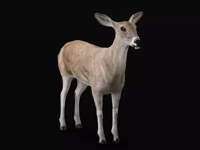 Virginia Deer  Low-poly 3D model