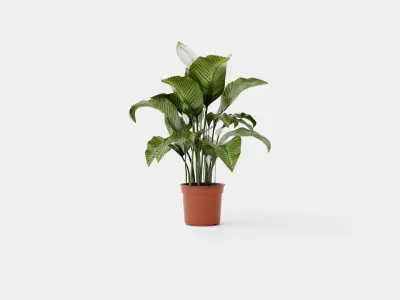 Spathiphyllum Sw Lauretta Low-poly 3D model
