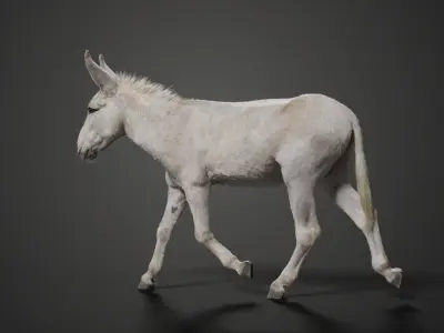 Israel white donkey Animated VFX Grace 3D model