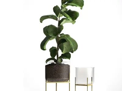 Ficus lyrata trees in a GLASS FLOWERPOT 960 3D model