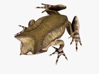 Malayan Leaf frog Low-poly 3D model