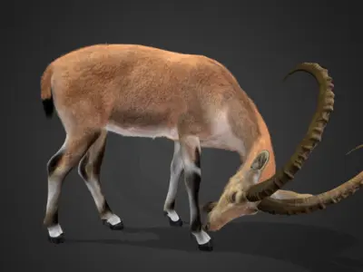 Nubian Ibex - Goat Animated 3D model
