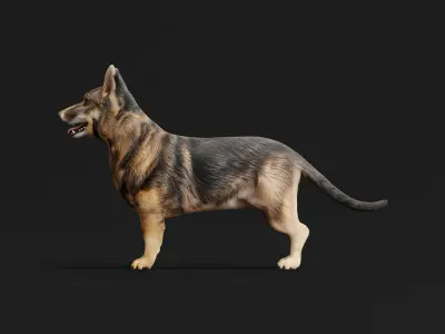 Swedish Vallhund Dog Low-poly 3D model