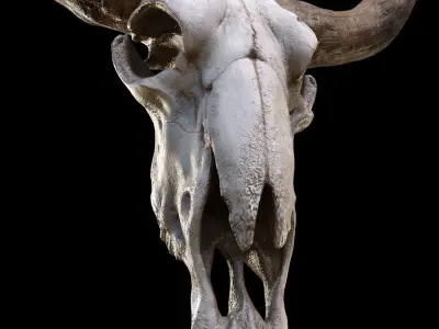 longhorn skull Low-poly 3D model