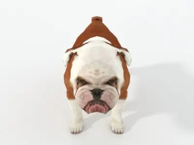 Bulldog Low-poly 3D model